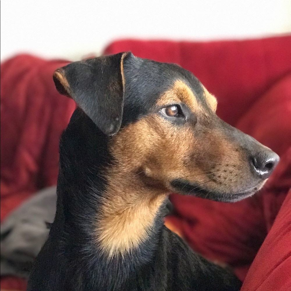 Meet your Posher, Cheryl